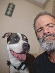 Lost Male Dog last seen Phelan Rd , Phelan, CA 92371