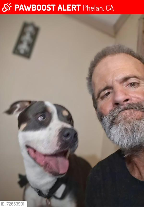 Lost Male Dog last seen Phelan Rd , Phelan, CA 92371