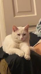 Lost Male Cat last seen Near Charles street , London, ON N6H 1H1