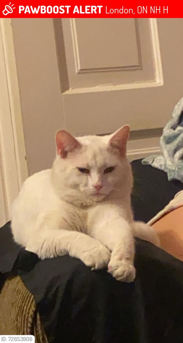Lost Male Cat last seen Near Charles street , London, ON N6H 1H1