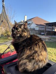 Lost Female Cat last seen Quail Meadows Ln , Arlington, TX 76002