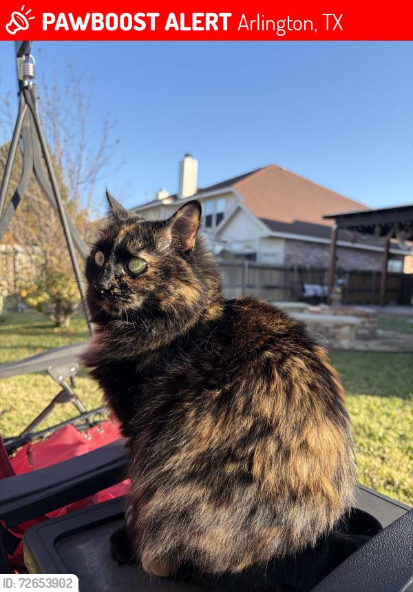 Lost Female Cat last seen Quail Meadows Ln , Arlington, TX 76002