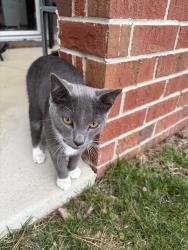 Found/Stray Male Cat last seen Lantern road , Fishers, IN 46038