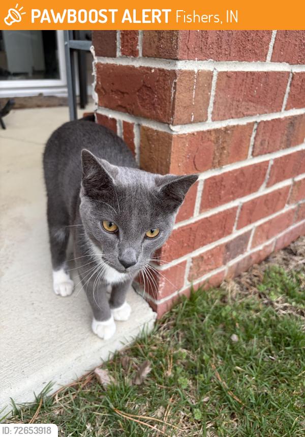 Found/Stray Male Cat last seen Lantern road , Fishers, IN 46038