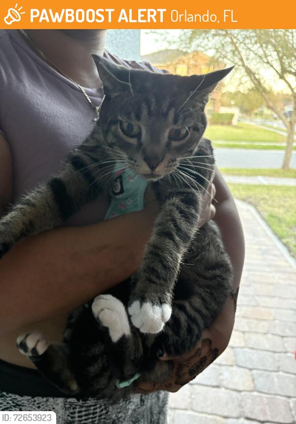 Found/Stray Female Cat last seen Creswick circle , Orlando, FL 32829