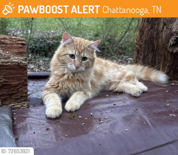 Found/Stray Male Cat last seen Pinewood Ave Seminole, Chattanooga, TN 37411