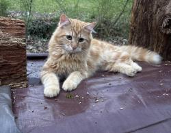 Found/Stray Male Cat last seen Pinewood Ave Seminole, Chattanooga, TN 37411