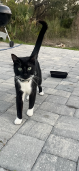Found/Stray Unknown Cat last seen Nell Rd , North Port, FL 34288