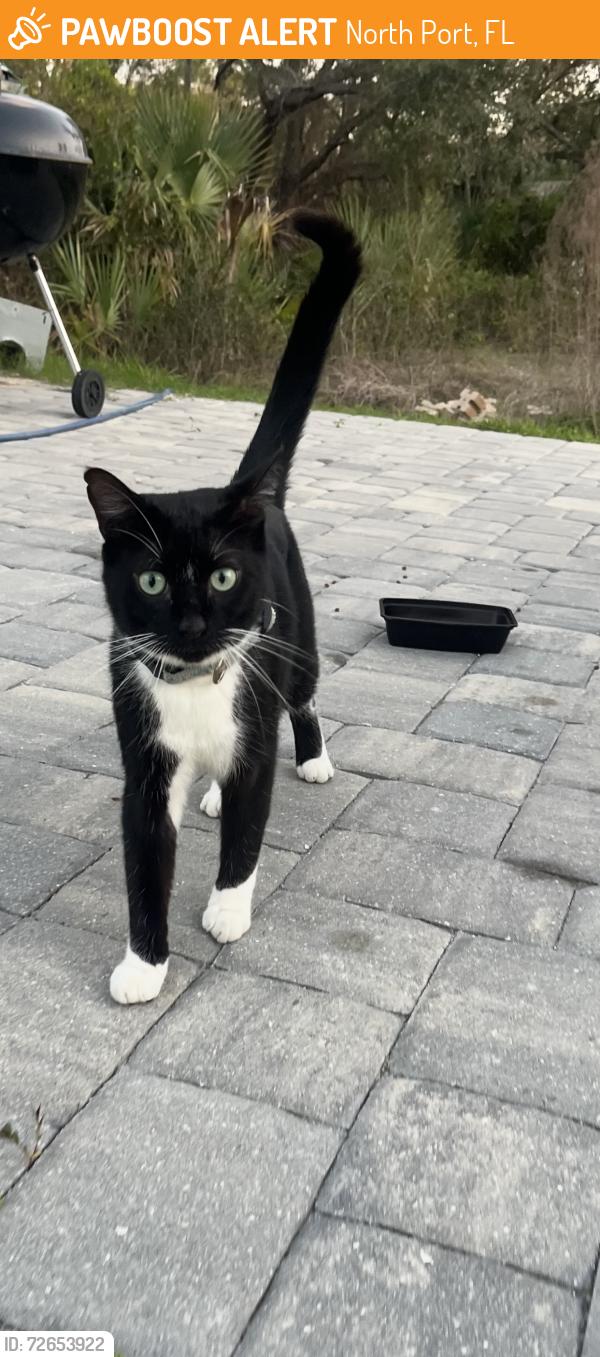 Found/Stray Unknown Cat last seen Nell Rd , North Port, FL 34288