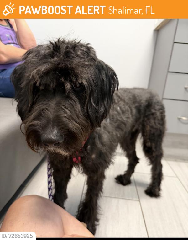 Found/Stray Female Dog last seen Poquito bayou , Shalimar, FL 32579