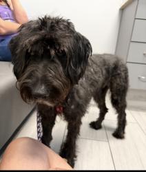 Found/Stray Female Dog last seen Poquito bayou , Shalimar, FL 32579