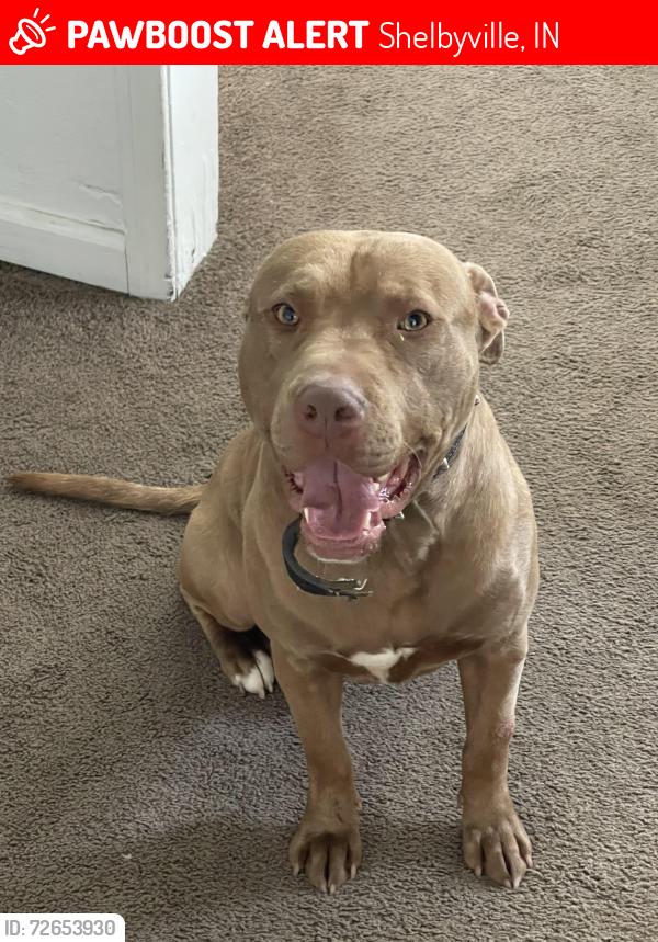 Lost Male Dog last seen Near , Shelbyville, IN 46176
