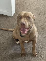 Lost Male Dog last seen Near , Shelbyville, IN 46176