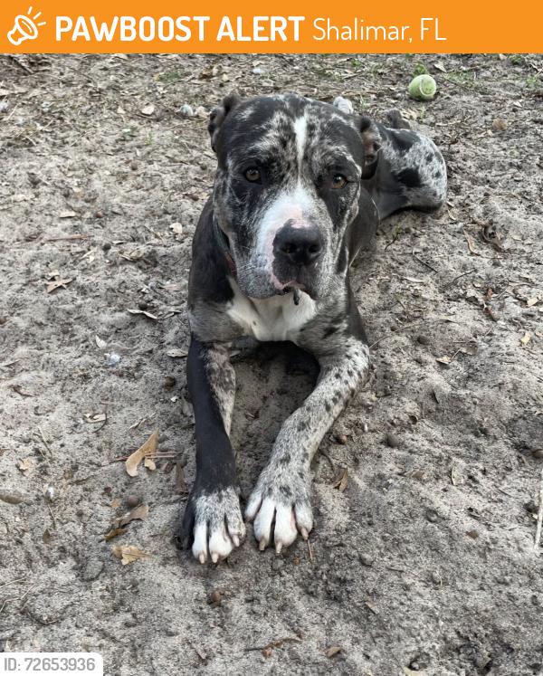 Found/Stray Male Dog last seen Liza Jackson dog park , Shalimar, FL 32579