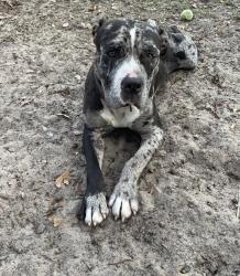 Found/Stray Male Dog last seen Liza Jackson dog park , Shalimar, FL 32579