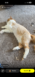 Lost Male Cat last seen Coastline apmts, Fort Walton Beach, FL 32547