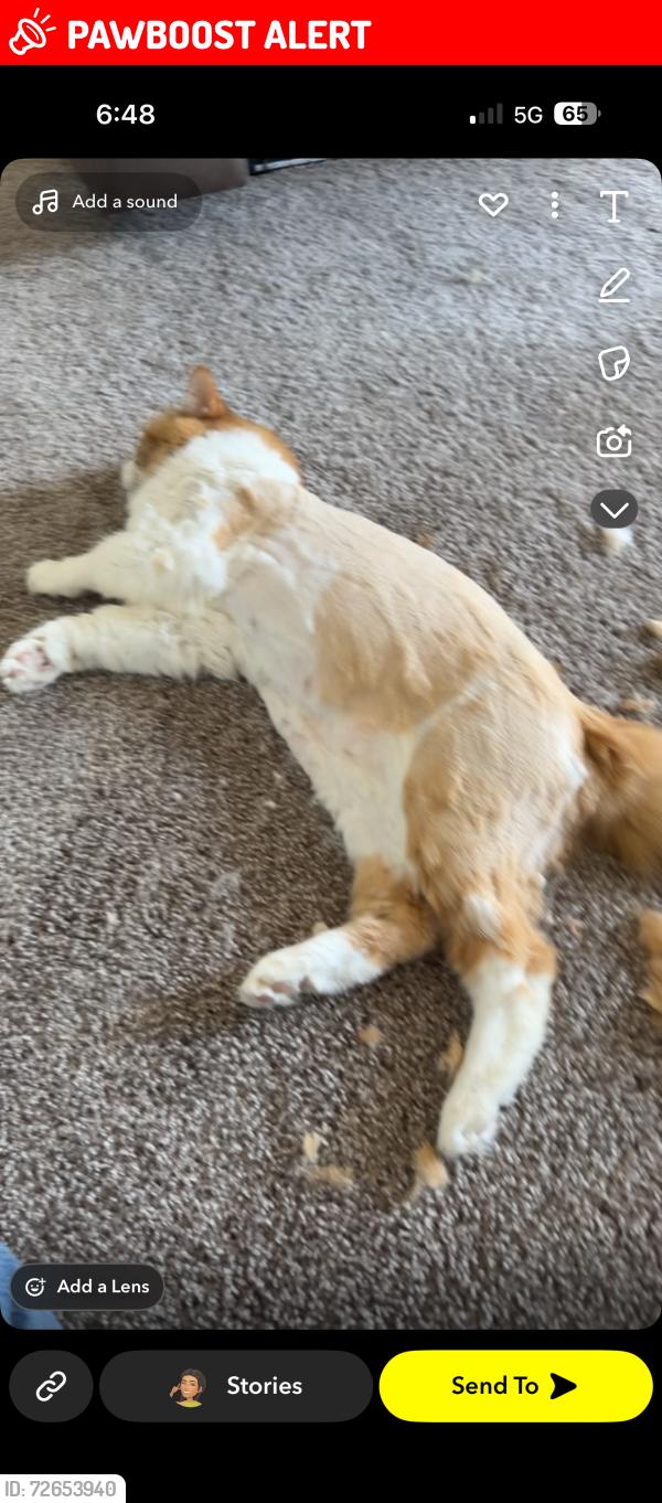 Lost Male Cat last seen Coastline apmts, Fort Walton Beach, FL 32547