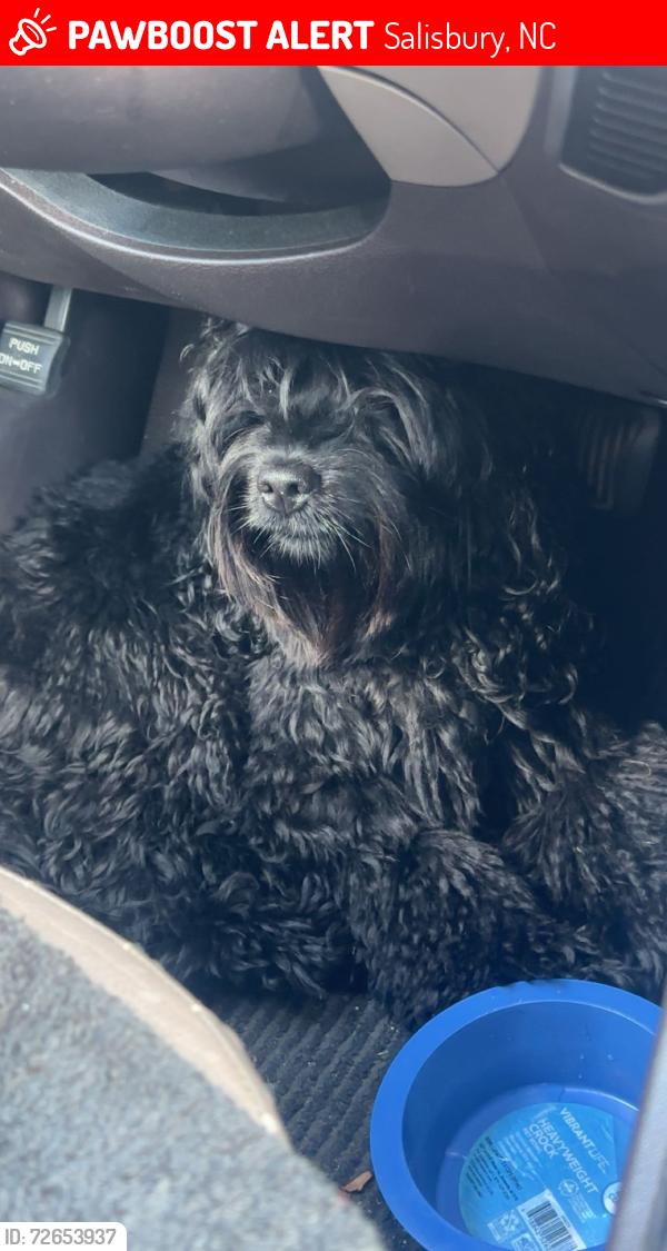 Lost Male Dog last seen Food Lion, Salisbury, NC 28146