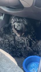 Lost Male Dog last seen Food Lion, Salisbury, NC 28146