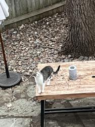 Found/Stray Female Cat last seen Beech and Cypress , Saint Paul, MN 55106