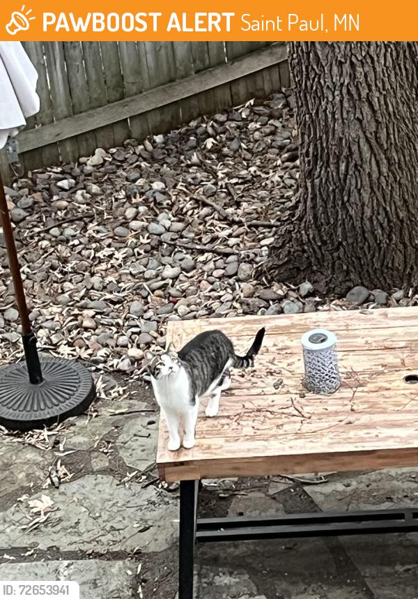 Found/Stray Female Cat last seen Beech and Cypress , Saint Paul, MN 55106