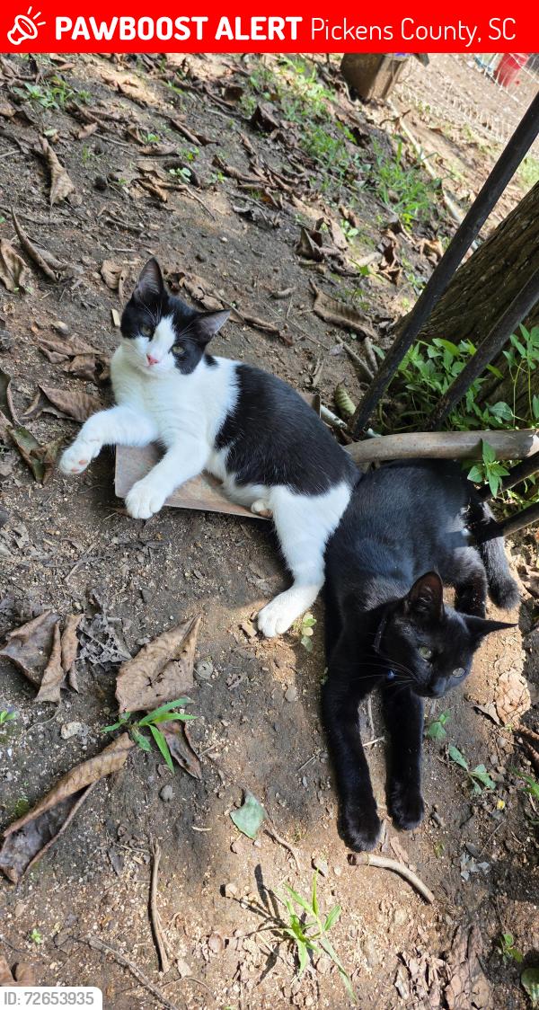 Lost Male Cat last seen Hwy 8 and 135, Pickens County, SC 29671