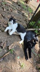 Lost Male Cat last seen Hwy 8 and 135, Pickens County, SC 29671