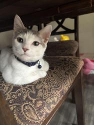Lost Male Cat last seen  Baywood Forest, Knightdale NC, Knightdale, NC 27545