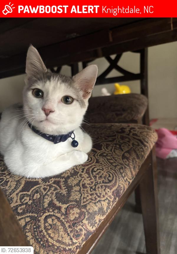Lost Male Cat last seen  Baywood Forest, Knightdale NC, Knightdale, NC 27545