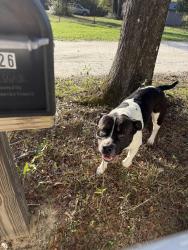 Found/Stray Male Dog last seen Roche and Spring Lakes, Washington County, FL 32428