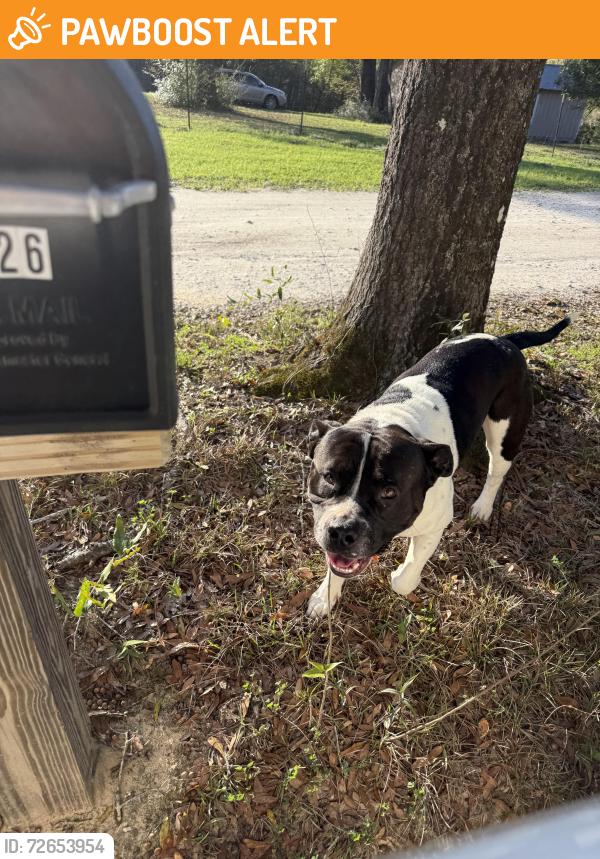 Found/Stray Male Dog last seen Roche and Spring Lakes, Washington County, FL 32428