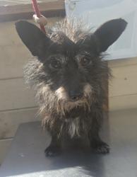 Found/Stray Male Dog last seen 118th St and Truro Ave, Hawthorne, CA 90250