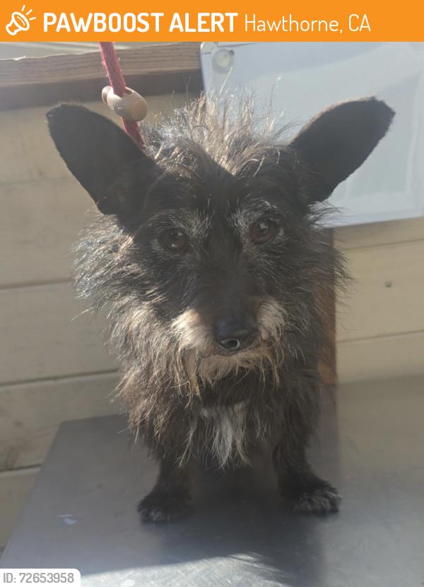 Found/Stray Male Dog last seen 118th St and Truro Ave, Hawthorne, CA 90250