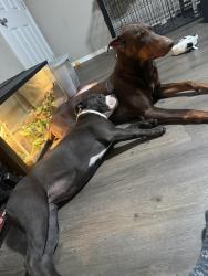 Lost Male Dog last seen Collins, Arlington, TX 76014