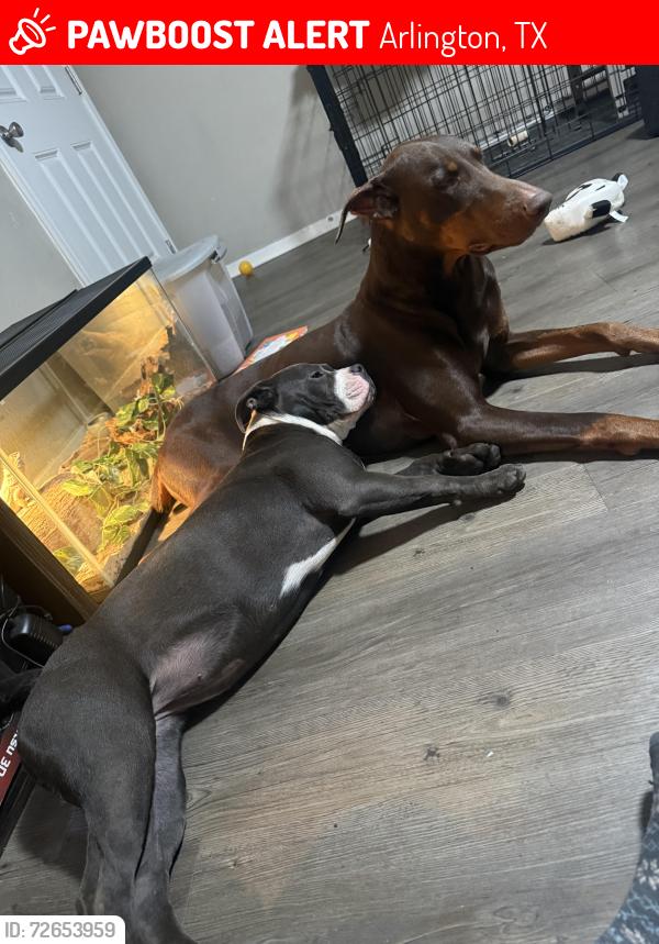 Lost Male Dog last seen Collins, Arlington, TX 76014