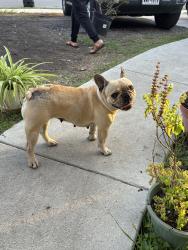 Found/Stray Female Dog last seen Near Stagecoach ln, San Antonio, TX 78227