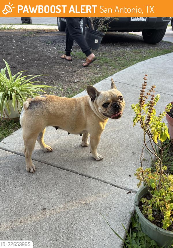 Found/Stray Female Dog last seen Near Stagecoach ln, San Antonio, TX 78227