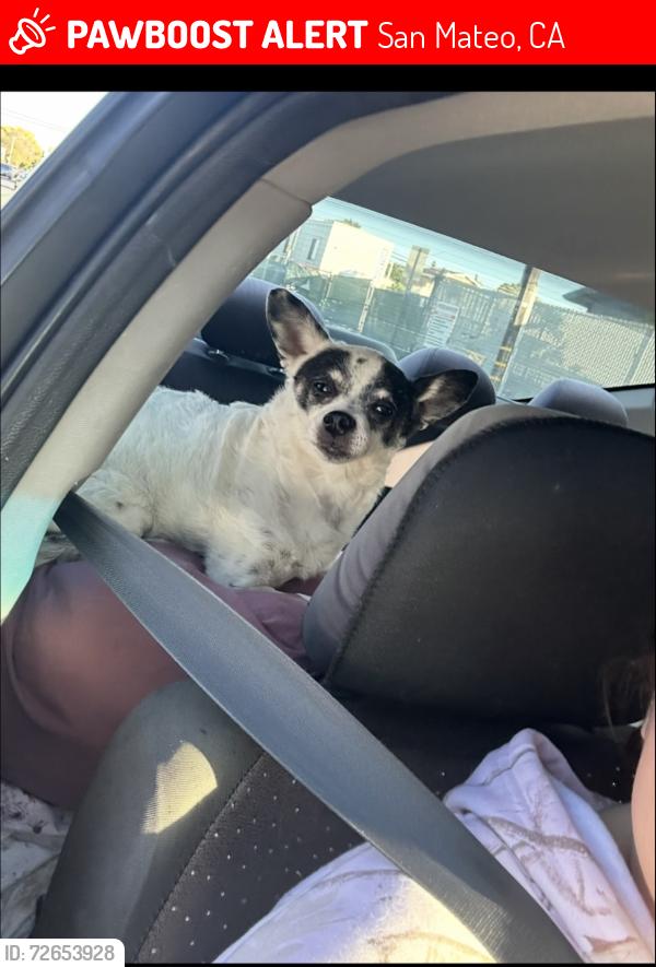 Lost Male Dog last seen Near alameda de las puigas & 20th ave San mateo, San Mateo, CA 94403