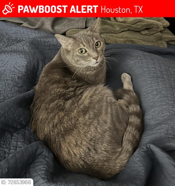 Lost Female Cat last seen Pine Pass Dr/Perry Rd, Houston, TX 77070