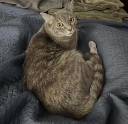 Lost Female Cat last seen Pine Pass Dr/Perry Rd, Houston, TX 77070
