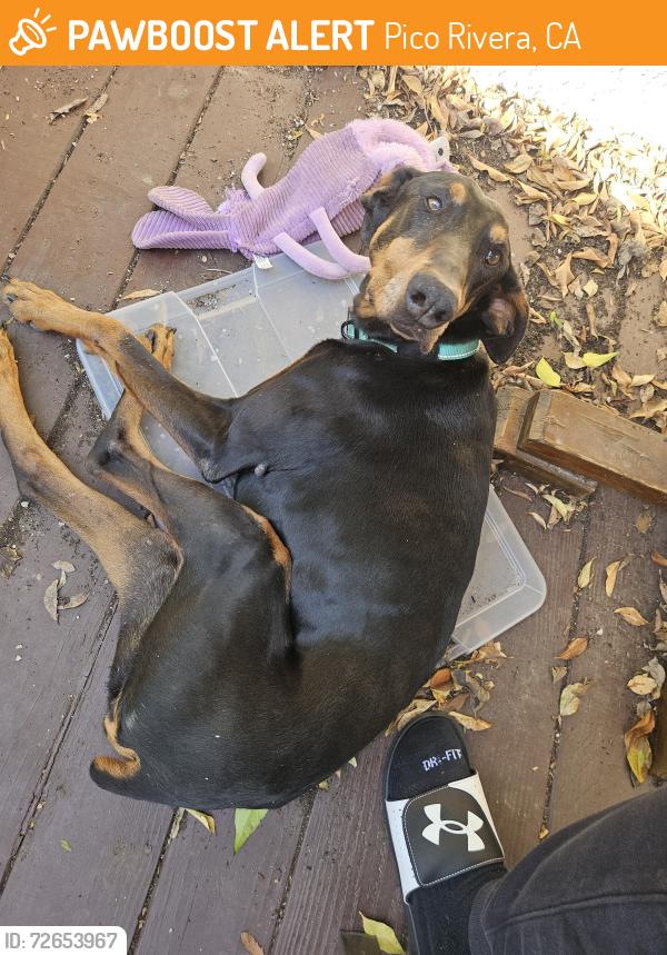 Found/Stray Female Dog last seen Telegraph Ave & paramount Blvd, Pico Rivera, CA 90660