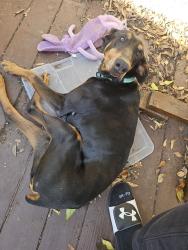 Found/Stray Female Dog last seen Telegraph Ave & paramount Blvd, Pico Rivera, CA 90660