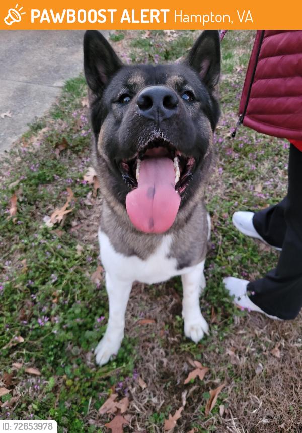 Found/Stray Male Dog last seen Near Bethel High School, Hampton, VA 23666