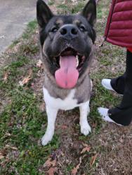 Found/Stray Male Dog last seen Near Bethel High School, Hampton, VA 23666
