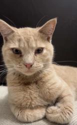 Found/Stray Male Cat last seen robindale and durango, Las Vegas, NV 89113