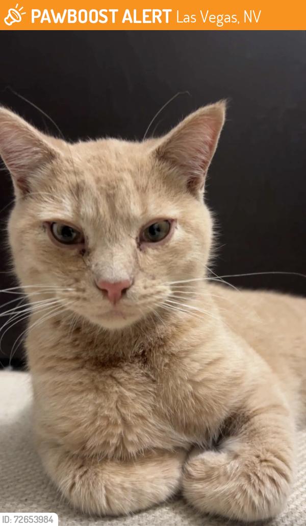 Found/Stray Male Cat last seen robindale and durango, Las Vegas, NV 89113