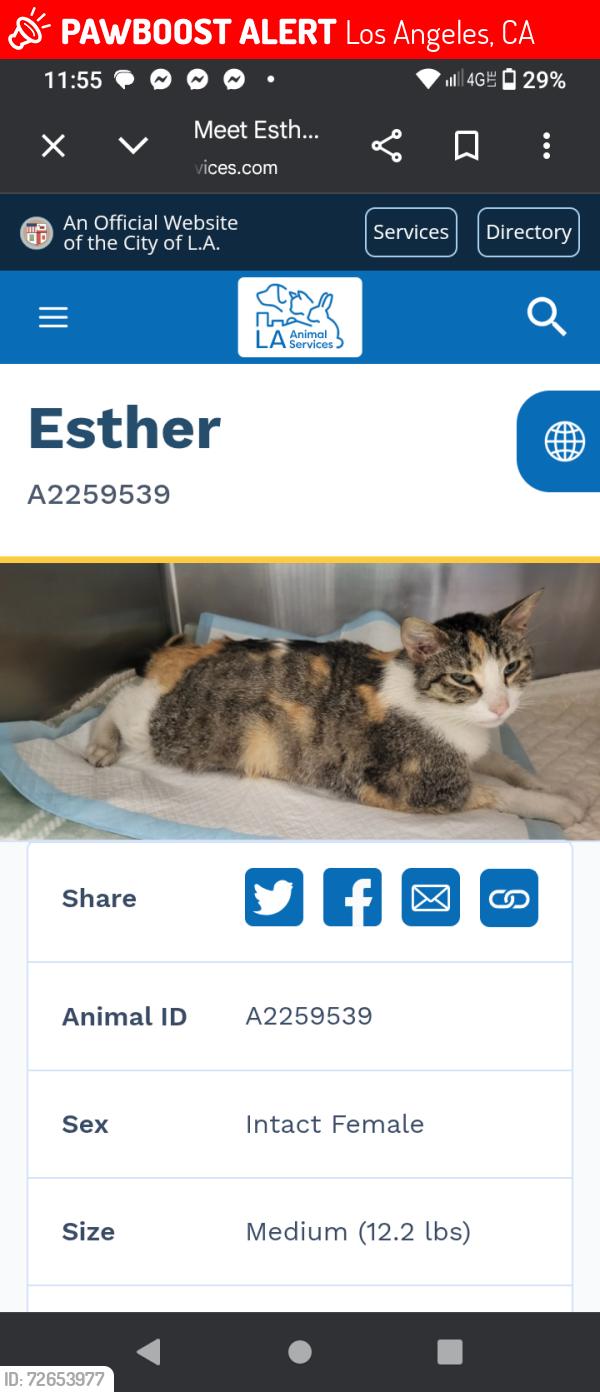 Lost Female Cat last seen Vden st, Los Angeles, CA 91335