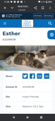 Lost Female Cat last seen Vden st, Los Angeles, CA 91335