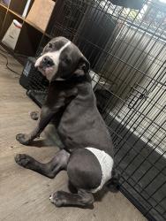 Lost Female Dog last seen Collins, Arlington, TX 76014