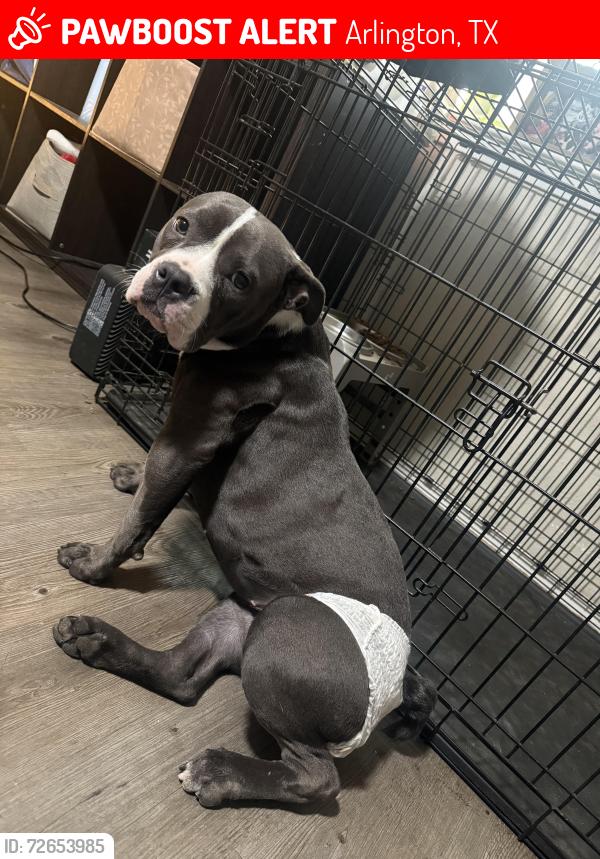 Lost Female Dog last seen Collins, Arlington, TX 76014
